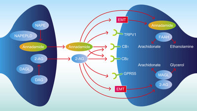 How Does CBD & Cannabinoids Effect My Body?